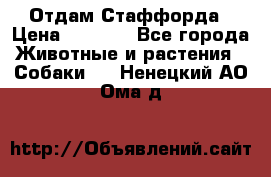 Отдам Стаффорда › Цена ­ 2 000 - Все города Животные и растения » Собаки   . Ненецкий АО,Ома д.